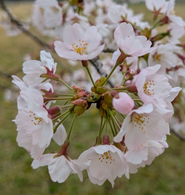 ランたん2号 さま