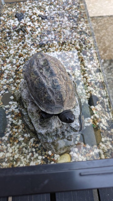 ゆひかゆママ さま