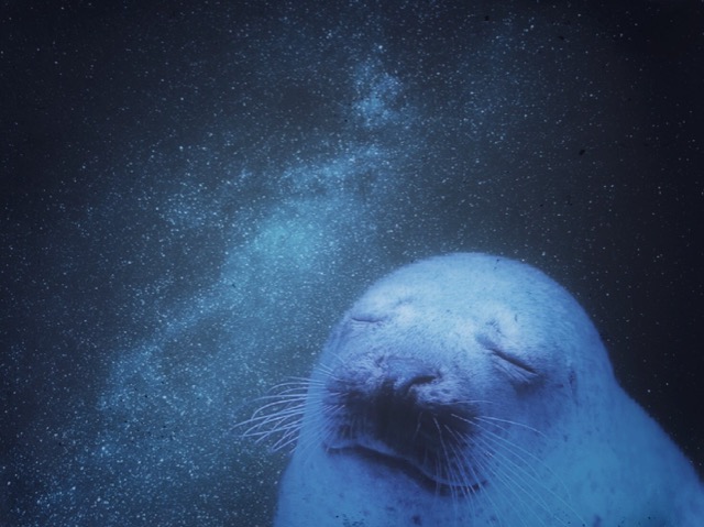 まめちゃん さま