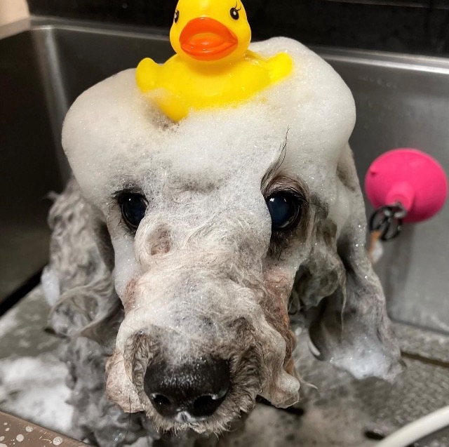 ☆もちゃんこ358☆ さま