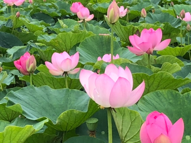 マイレまま さま