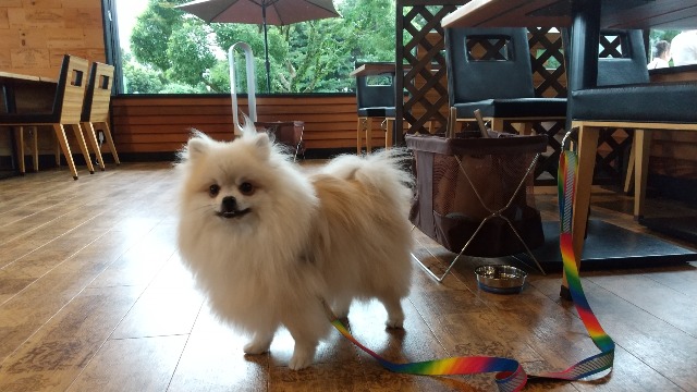 ポメタロー さま