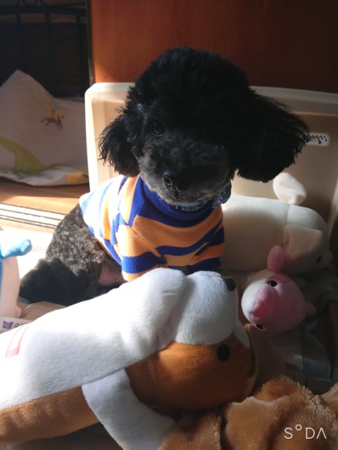 かんちゃん さま