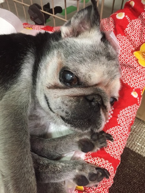 ポコ&ジョン吉 ママ さま