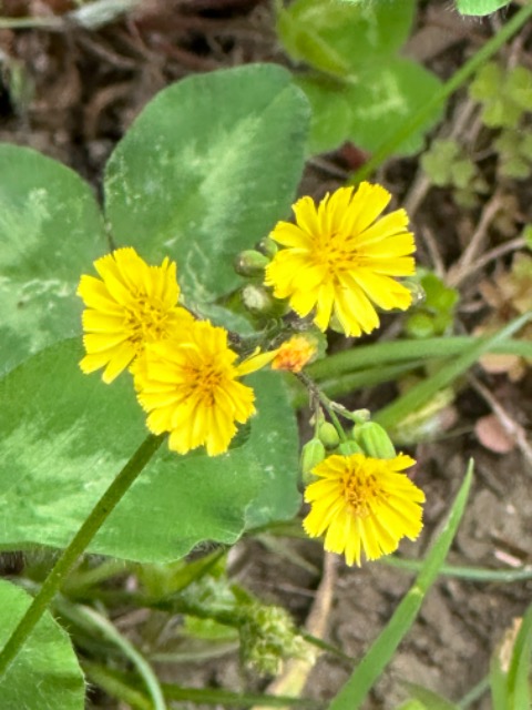 レプリカント さま