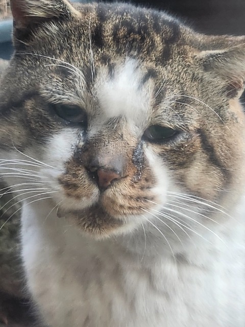 しかじろう さま