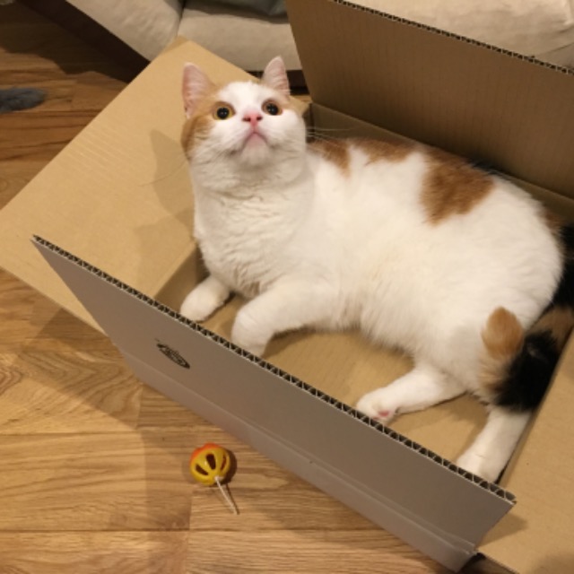 あんころもちこ さま