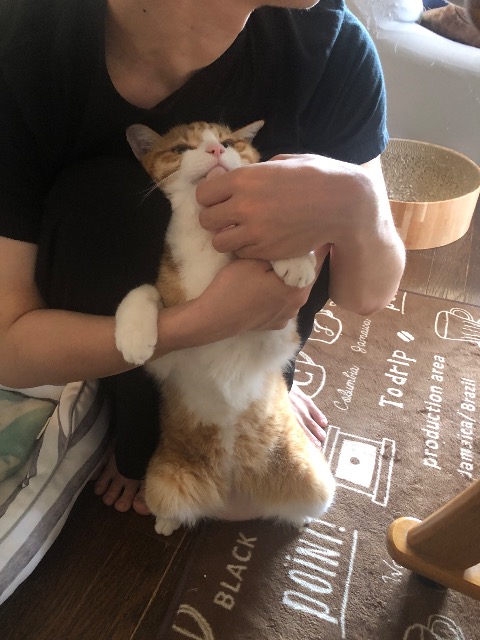 チューリップ さま