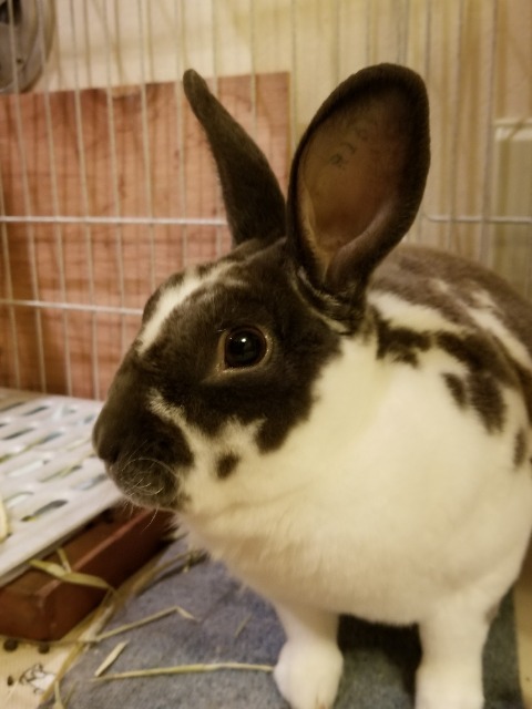 マブリーヌ さま