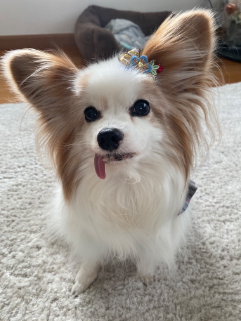 ひよかすみ さま