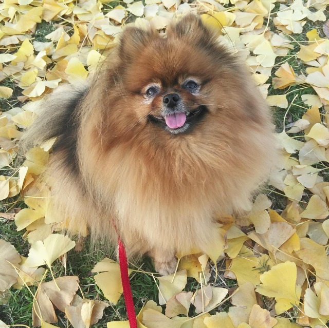 ふわりん111 さま