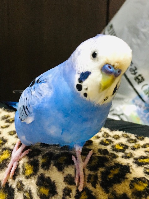 アズちゃん さま