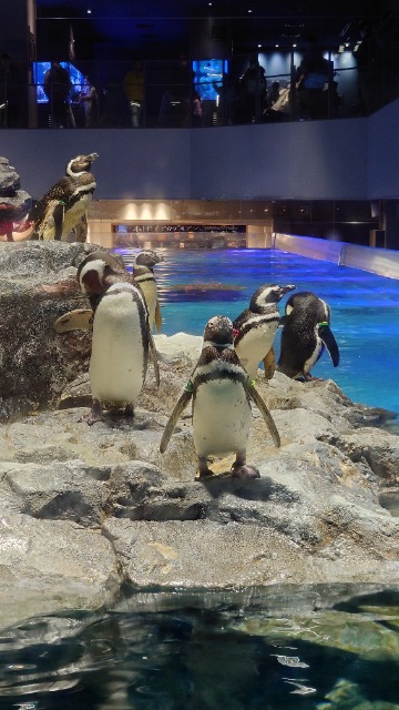 アイリィン さま