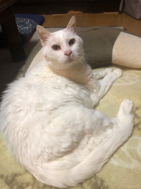 もふもふこ さま