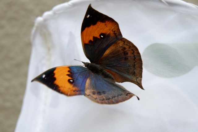 ケーキ屋けんちゃん さま