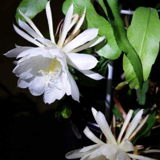 ともぴょん さま