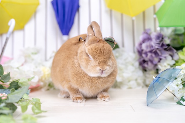 orusubanUSAGI さま