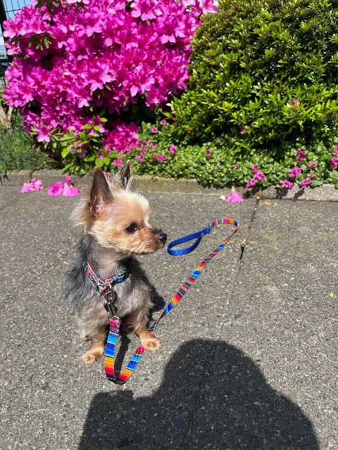 くーちゃん さま