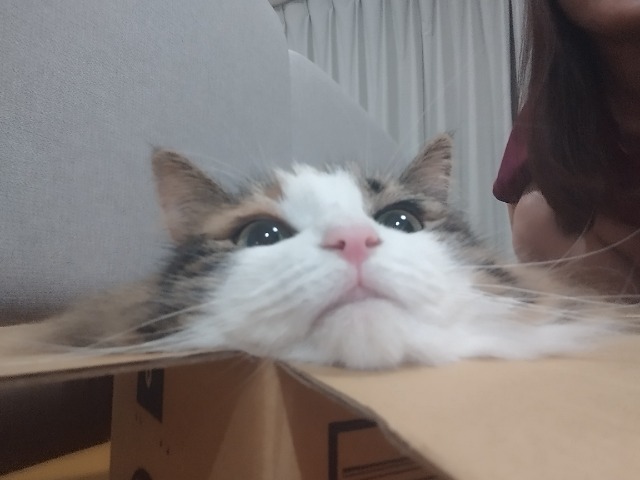 毛長猫 さま