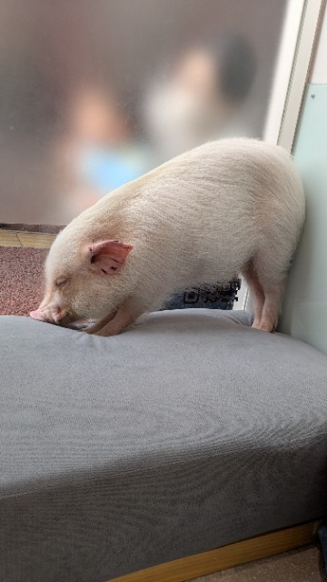 ダンビラムーチョ さま