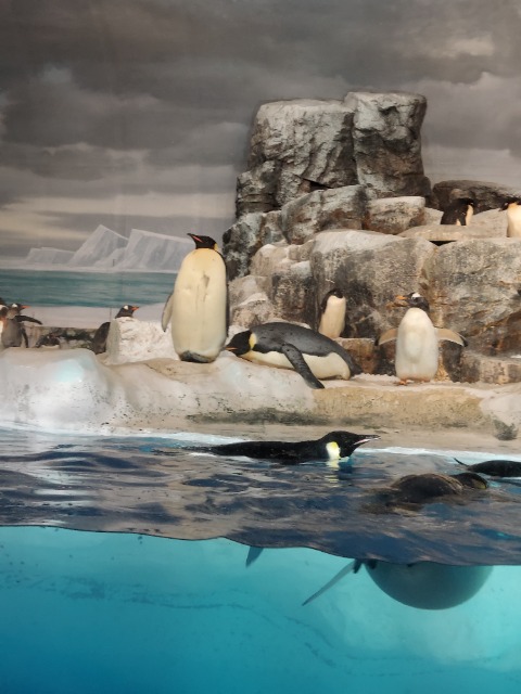 ちゃんかな。 さま