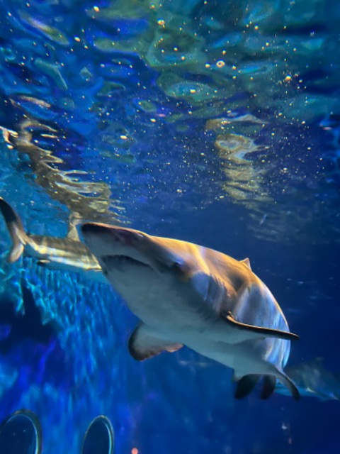 さめさめさめこ さま