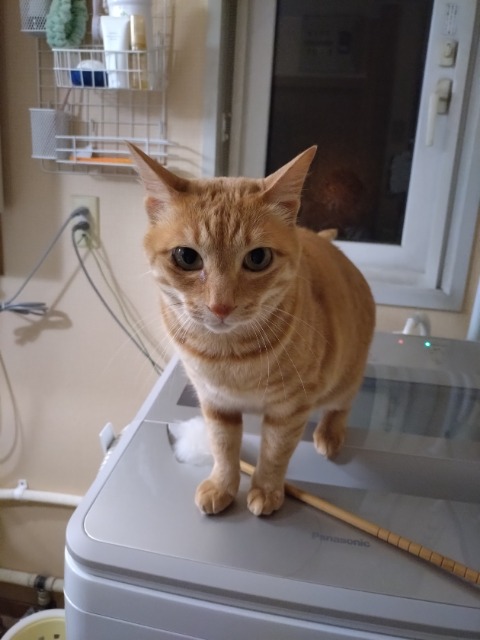 くりのすけ さま