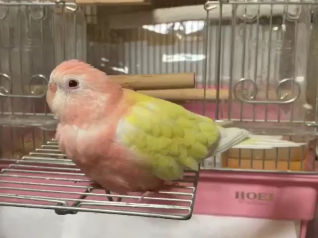 ピィたん2016 さま