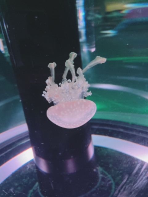 ✩あちゃまる✩ さま