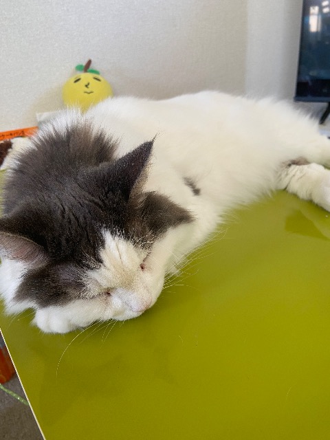 きんちゃん さま