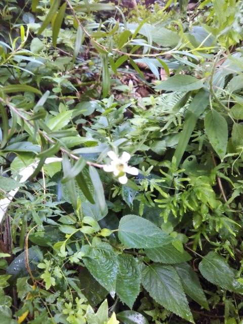 MITSUBACHI  N さま