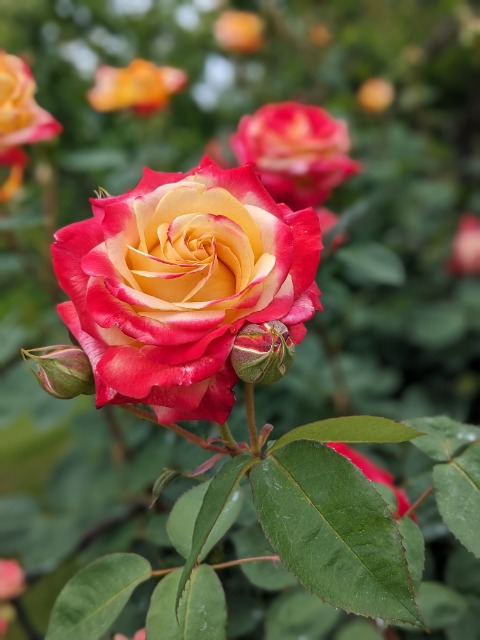 さくらまる さま