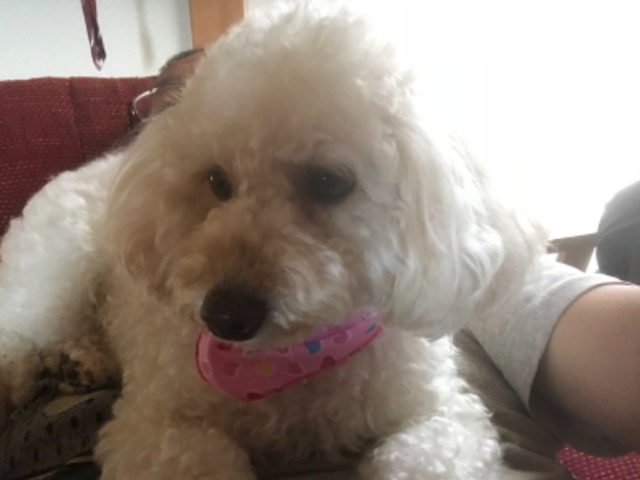 ももちゃん さま