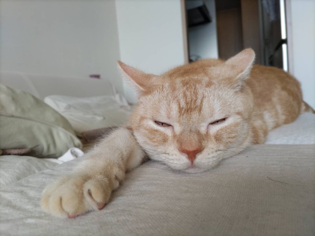 食いしん坊タビー さま