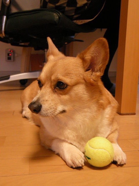 Anotherクウ さま