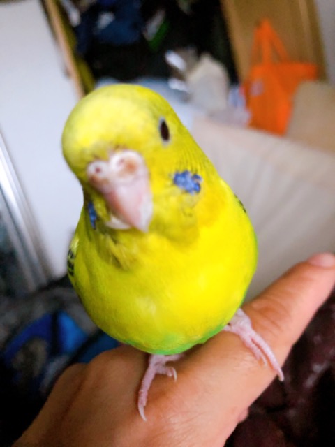 ぴかちゃん さま