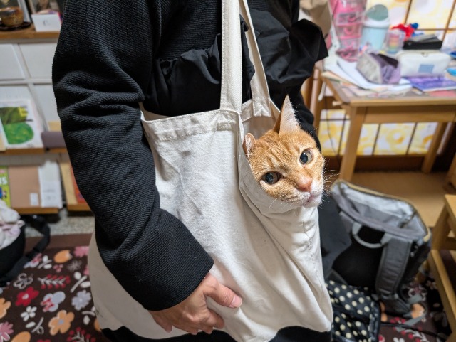 かわかわいい さま