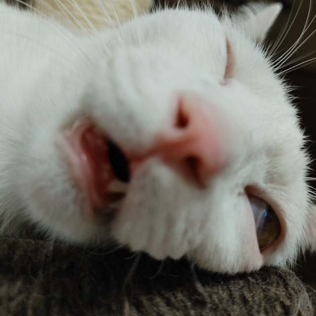 神戸のネコミミ さま