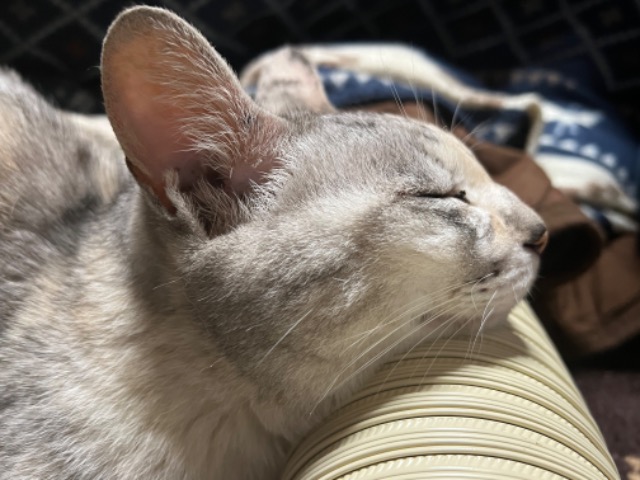 カカオ80％ さま