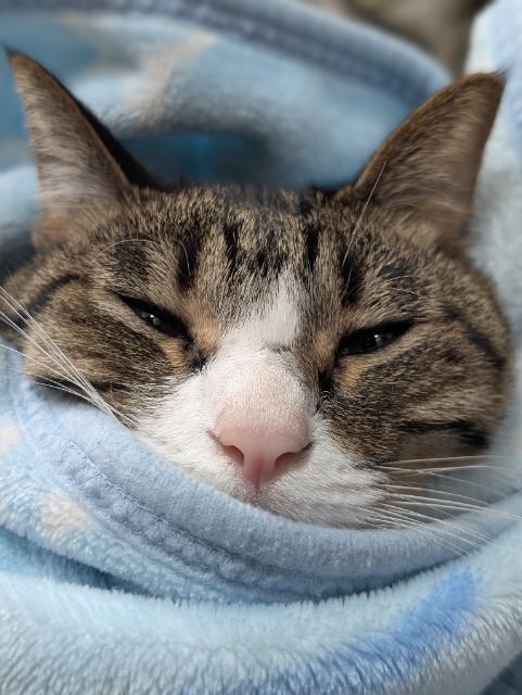 ずぼらママ さま