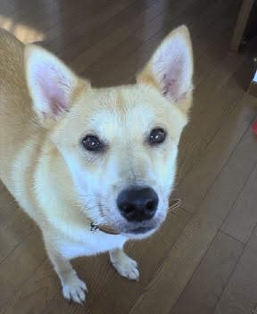 チャッピー さま