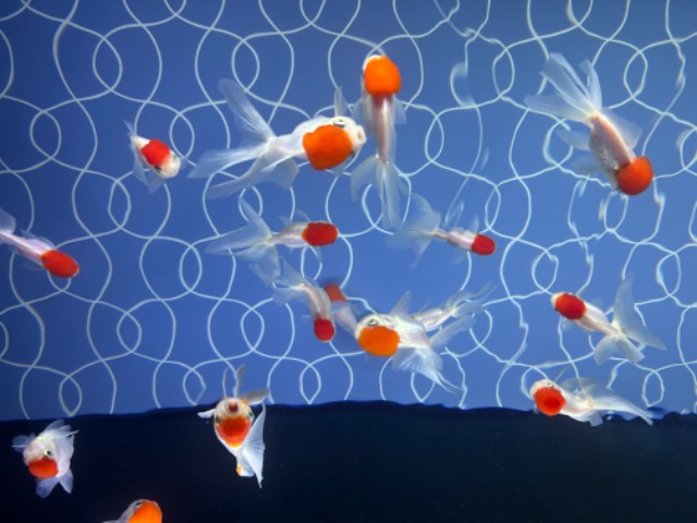 あかビーン さま