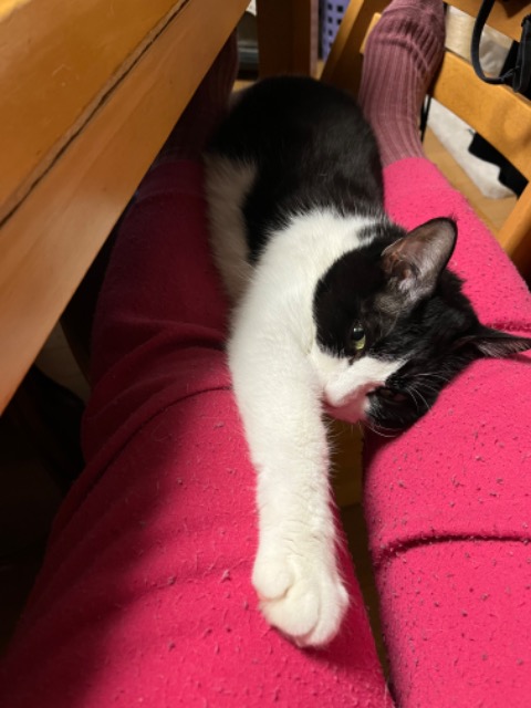 シムちーこ さま