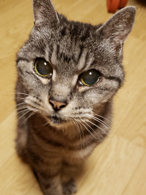 檸檬ちゃん さま