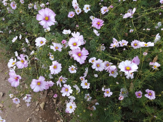 ゼンマイ式 さま