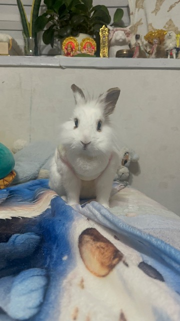 ちびうさ さま