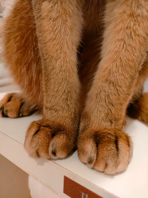 ニャン太郎 さま