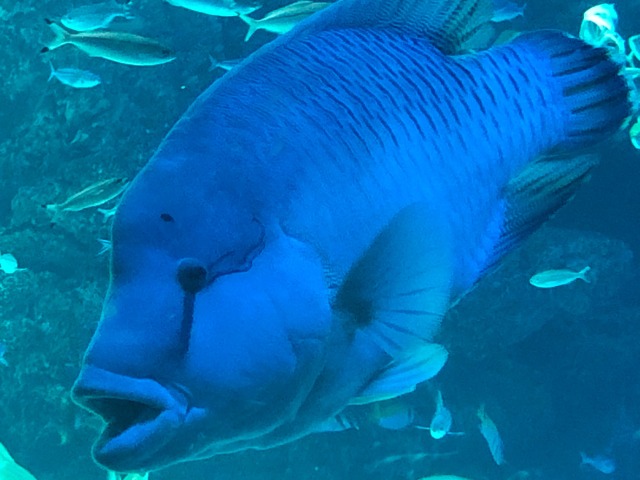 たかあしかに さま