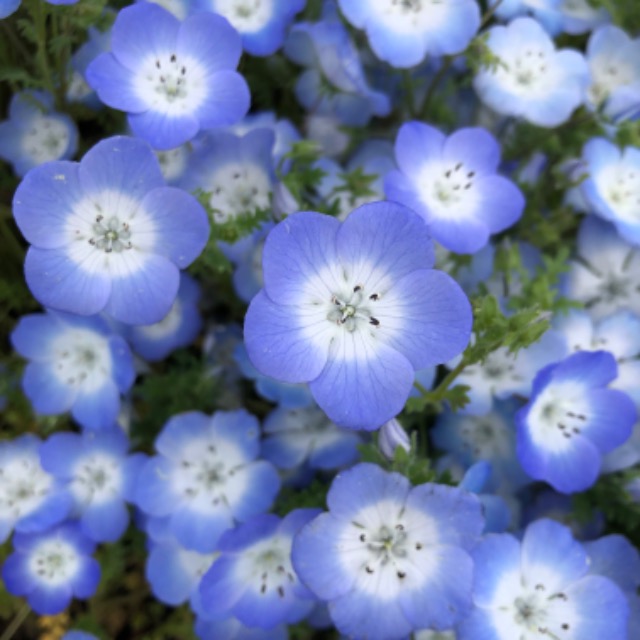 ぶるーみんぐ さま