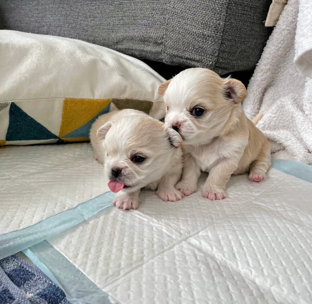 アソビュー！ さま